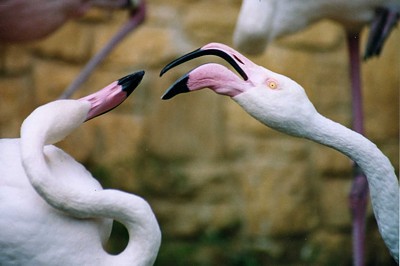 Fighting Flamingo 